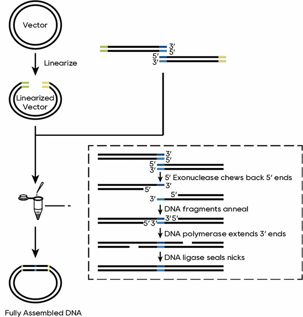 新品上线 %7C QuarCam无缝克隆试剂让载体和多片段“一拍_ed51e068